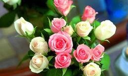 娱乐吃瓜酱玫瑰,玫瑰背后的故事揭秘